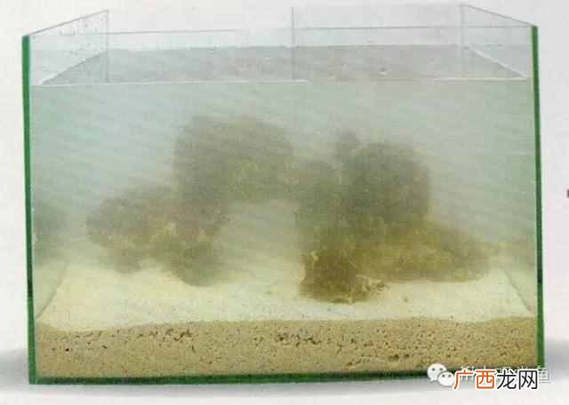 养小丑鱼最好养几只 海水小丑鱼怎么养