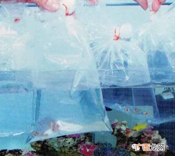 养小丑鱼最好养几只 海水小丑鱼怎么养