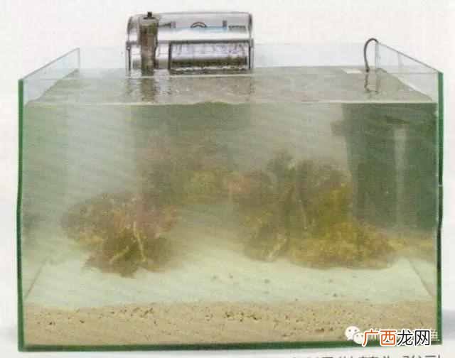 养小丑鱼最好养几只 海水小丑鱼怎么养
