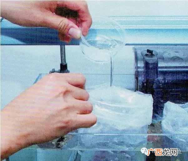养小丑鱼最好养几只 海水小丑鱼怎么养