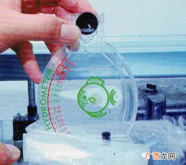 养小丑鱼最好养几只 海水小丑鱼怎么养