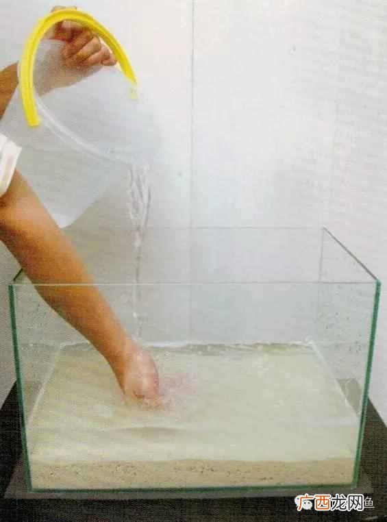 养小丑鱼最好养几只 海水小丑鱼怎么养