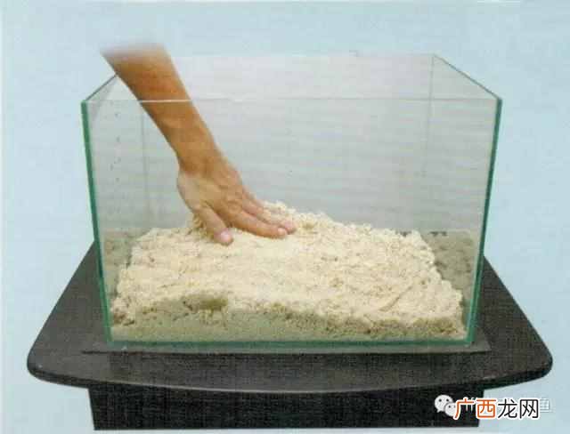 养小丑鱼最好养几只 海水小丑鱼怎么养
