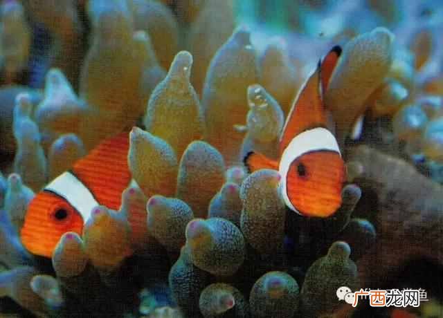 养小丑鱼最好养几只 海水小丑鱼怎么养