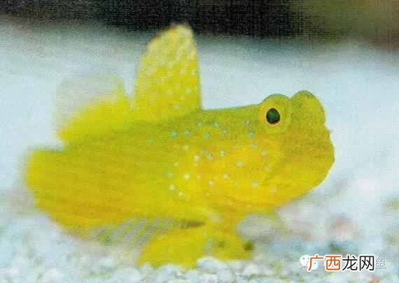 养小丑鱼最好养几只 海水小丑鱼怎么养