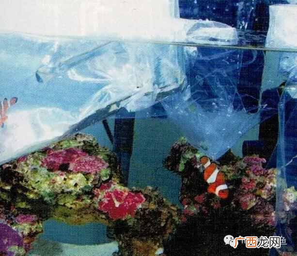 养小丑鱼最好养几只 海水小丑鱼怎么养