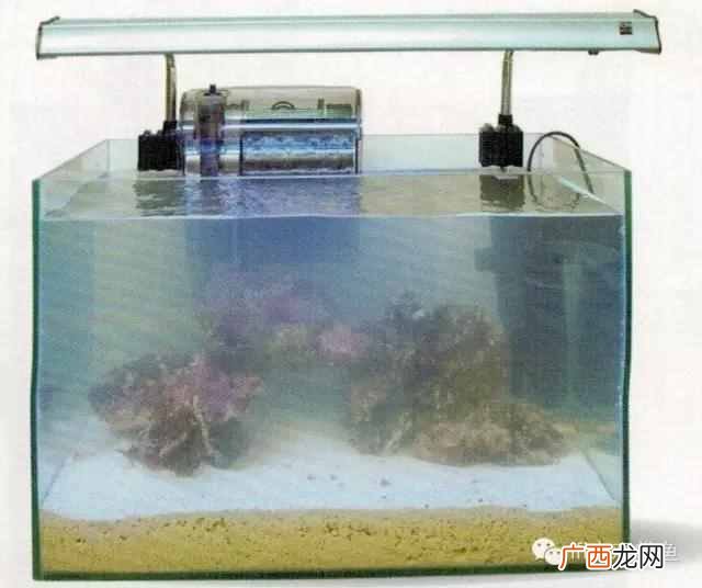养小丑鱼最好养几只 海水小丑鱼怎么养