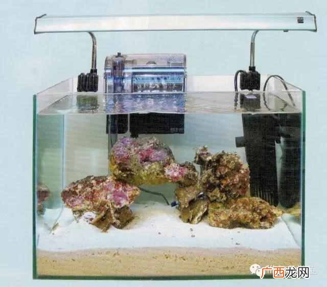 养小丑鱼最好养几只 海水小丑鱼怎么养