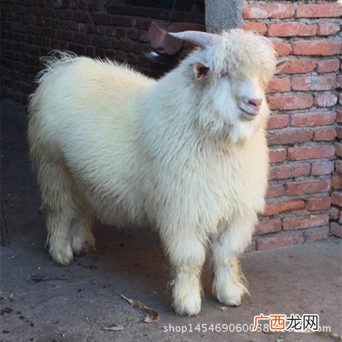 张丰文乌骨羊养殖场 发展乌骨羊养殖前景美好