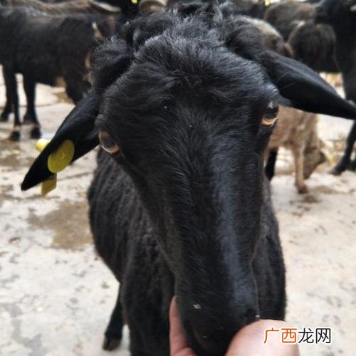 张丰文乌骨羊养殖场 发展乌骨羊养殖前景美好