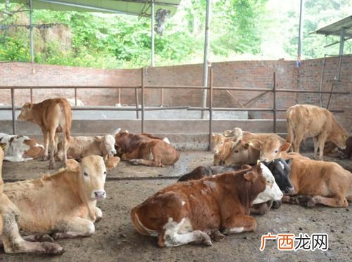 大麦虫养殖技术 小牛养殖技术