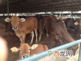 大麦虫养殖技术 小牛养殖技术