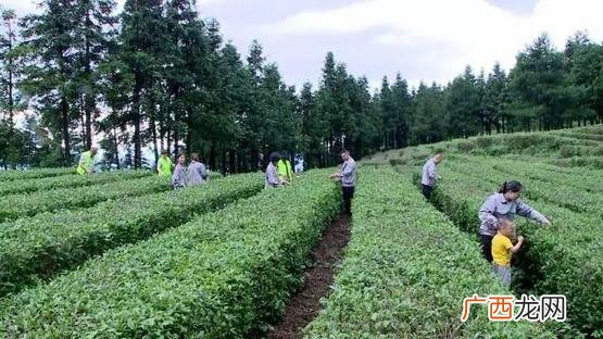 达源养羊养殖基地 渠县牛羊养殖