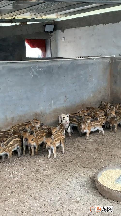 纯种中华田园犬养殖基地 东北纯种野生野猪养殖基地