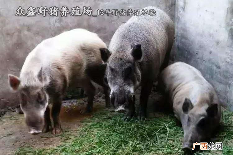 纯种中华田园犬养殖基地 东北纯种野生野猪养殖基地