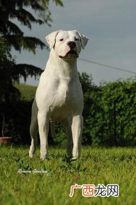 恒盛猎犬养殖怎么样 养殖猎犬前景