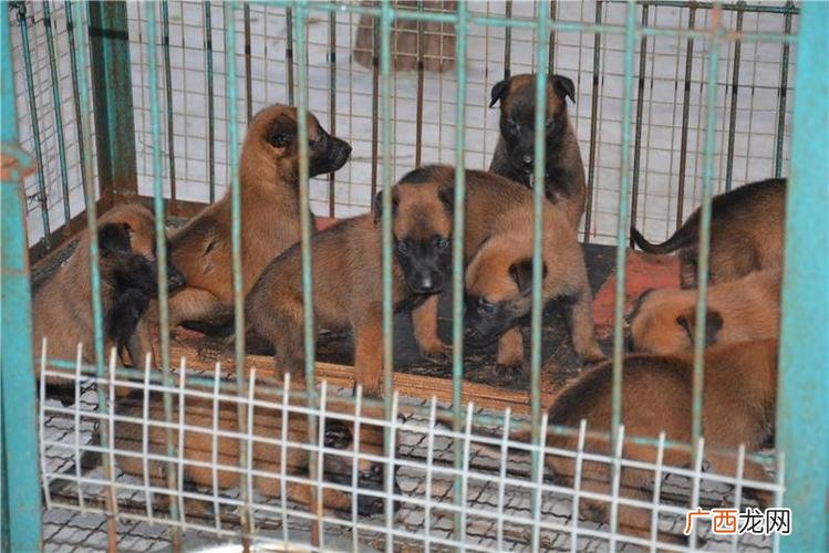 恒盛猎犬养殖怎么样 养殖猎犬前景