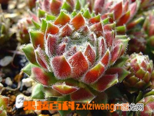 长生草图片 多肉长生草怎么养