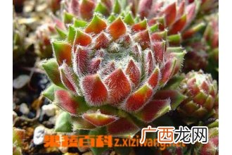 长生草图片 多肉长生草怎么养