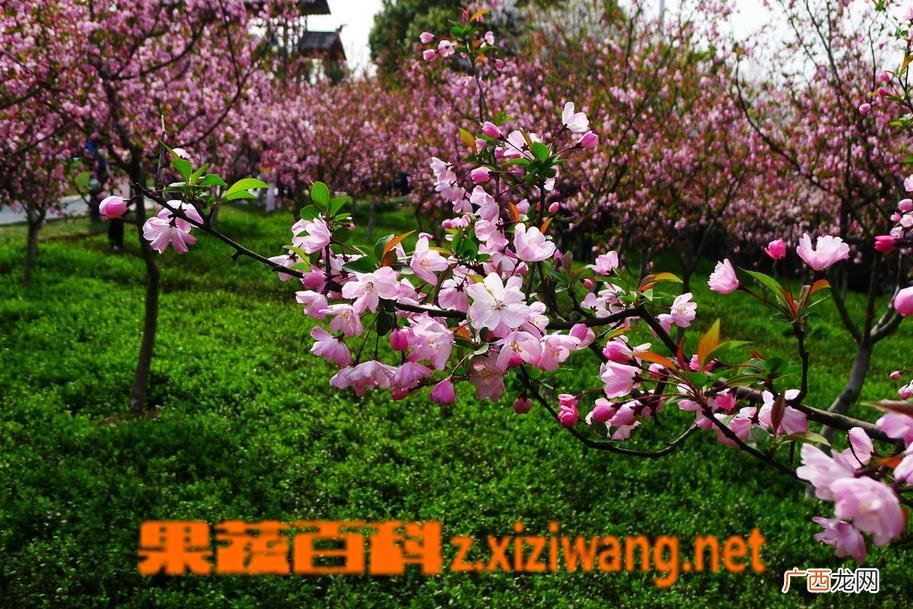 垂丝海棠图片 垂丝海棠栽培养殖方法