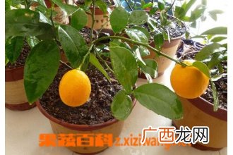 盆栽柠檬养殖方法及栽培注意事项