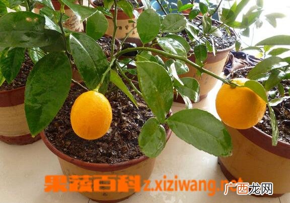 盆栽柠檬养殖方法及栽培注意事项