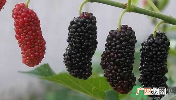 胆囊炎能吃桑葚吗？胆囊炎吃桑葚好吗？