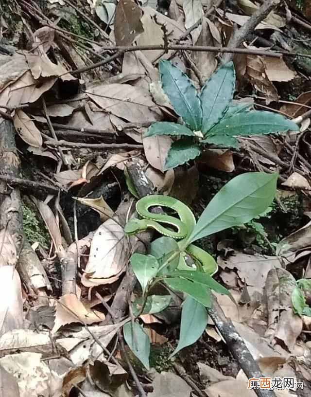 上山打蛇技巧 上山遇到蛇怎么办