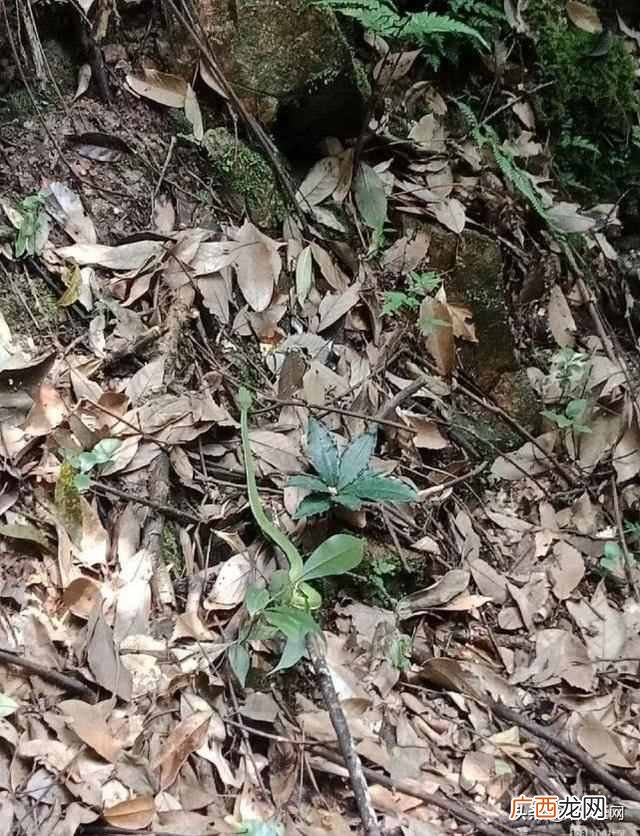 上山打蛇技巧 上山遇到蛇怎么办