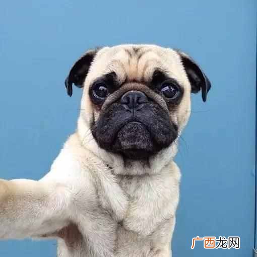 手机长微博怎么发朋友圈（长微博生成器手机版