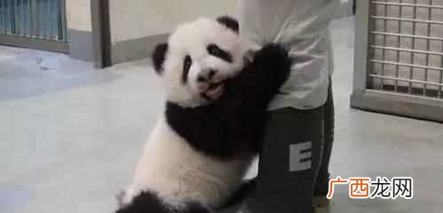 手机长微博怎么发朋友圈（长微博生成器手机版