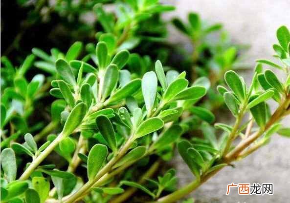 秋天嘴唇干燥怎么办容易上火（嘴角经常开裂是