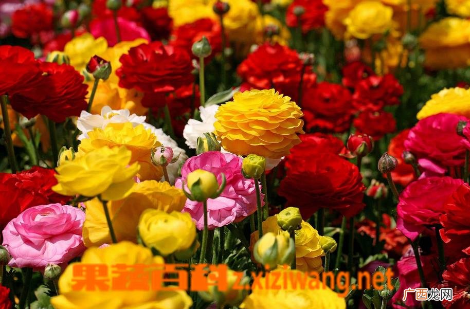 花毛茛花后的处理方法