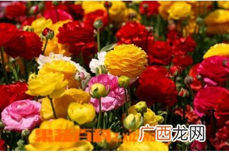 花毛茛花后的处理方法