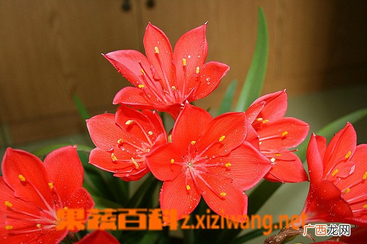 紫根兰的养殖方法