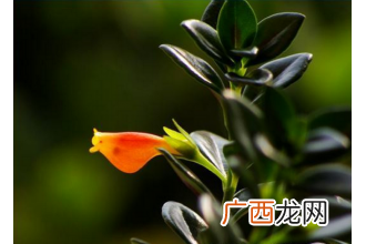 金鱼吊兰的养殖方法和注意事项