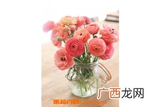 洋牡丹花后的处理方法