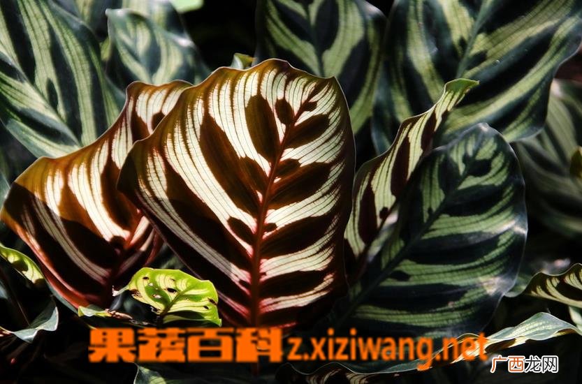 孔雀竹芋的养殖方法