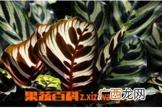 孔雀竹芋的养殖方法