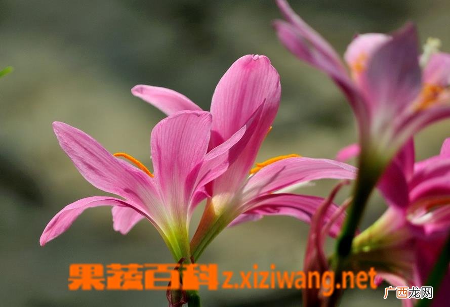 韭莲花的养殖方法