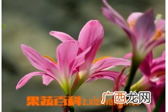 韭莲花的养殖方法