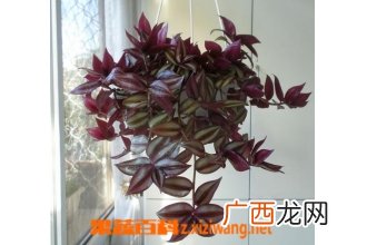吊竹梅的养殖方法