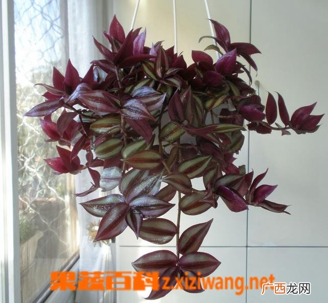 吊竹梅的养殖方法