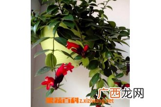 口红吊兰的养殖方法和注意事项