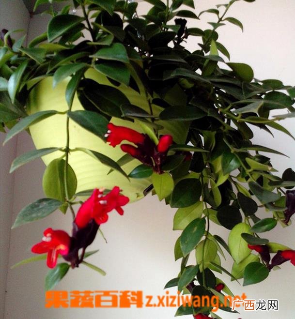 口红吊兰的养殖方法和注意事项