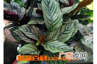 双线竹芋有毒吗 双线竹芋怎么养
