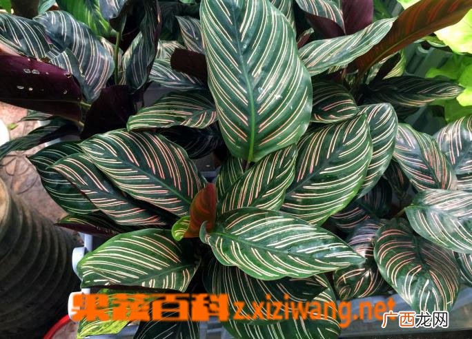 双线竹芋有毒吗 双线竹芋怎么养