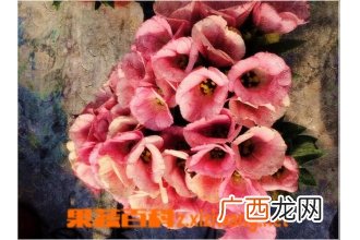 洋桔梗花后的处理方法