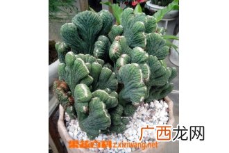 山影拳的养殖方法