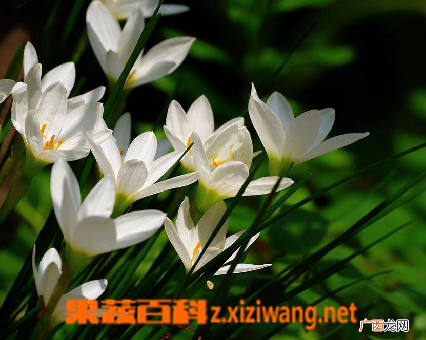 葱莲的养殖方法